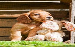 Cocker Spaniel dogs for sale: Handsome Golden Cocker Boys - Image 2