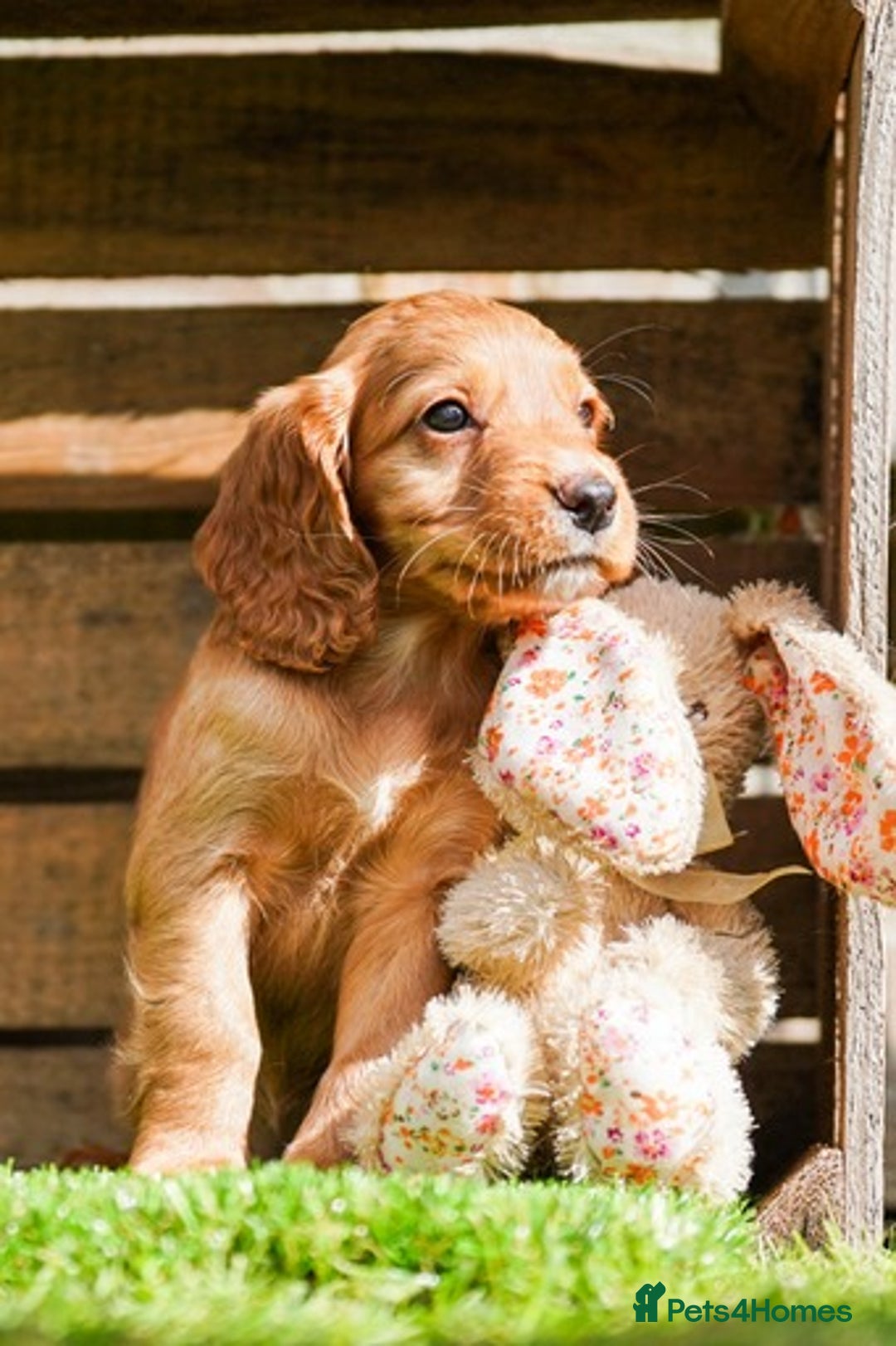 Cocker Spaniel dogs for sale: Handsome Golden Cocker Boys - Image 2