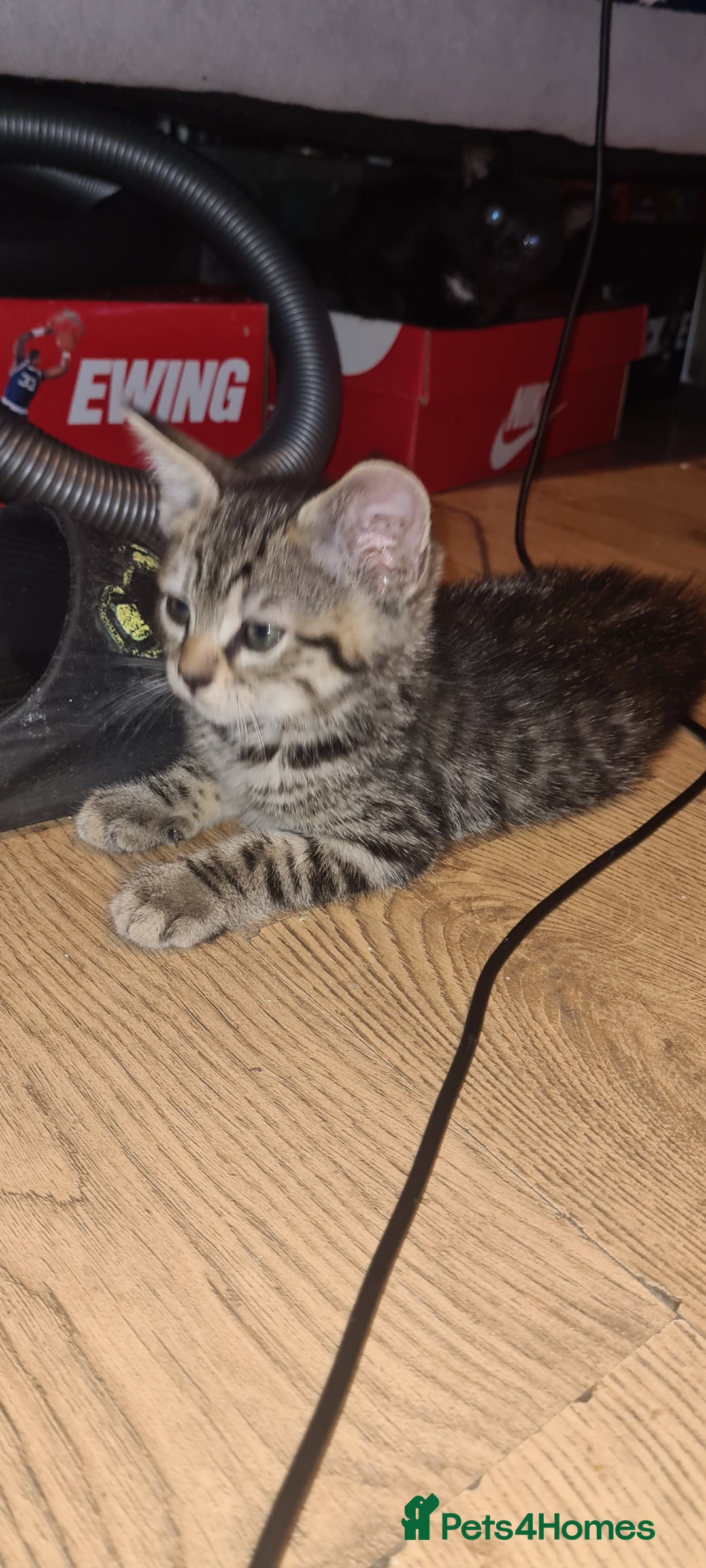Bengal cats for sale: Mixed bengal kittens   - Image 35