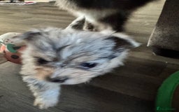 Mixed Breed dogs for sale: Pomeranian x - Image 8