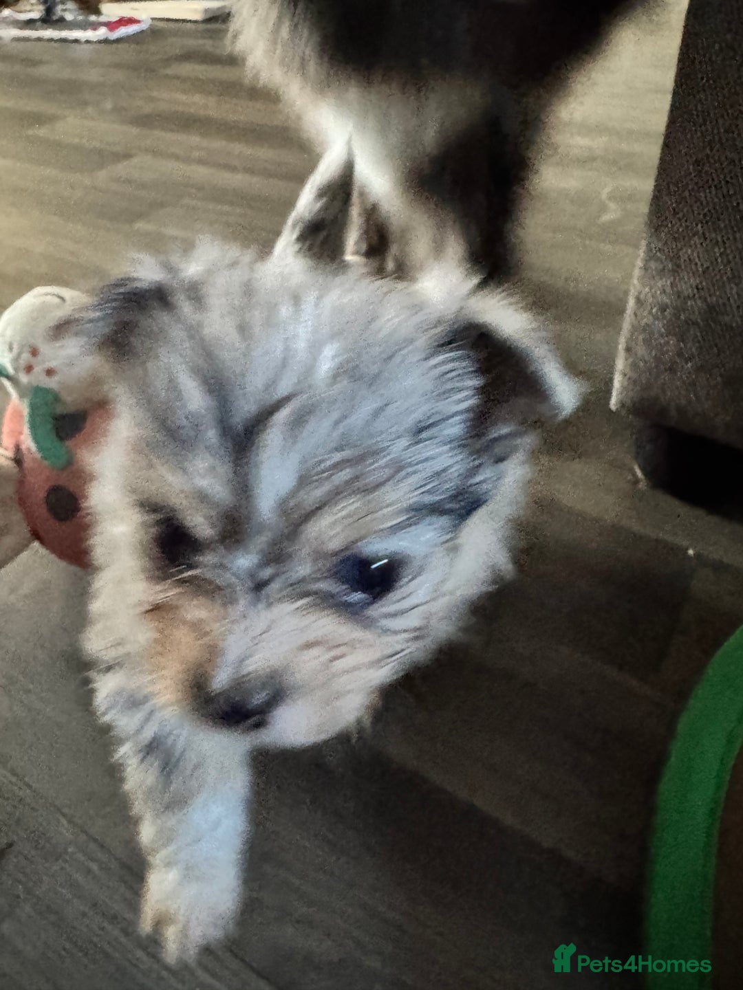 Mixed Breed dogs for sale: Pomeranian x - Image 8