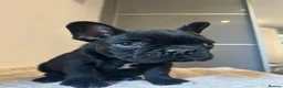 French Bulldog dogs for sale: Stunning frenchie boys  - Advert 17