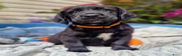 Springador dogs for sale: BEAUTIFUL SPRINGADOR PUPPIES - Advert 5