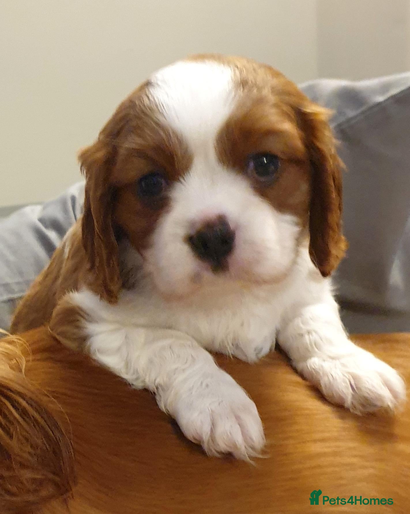 Cavalier King Charles Spaniel dogs for sale: K.C. reg. Cavalier King Charles Spanel - Advert 2