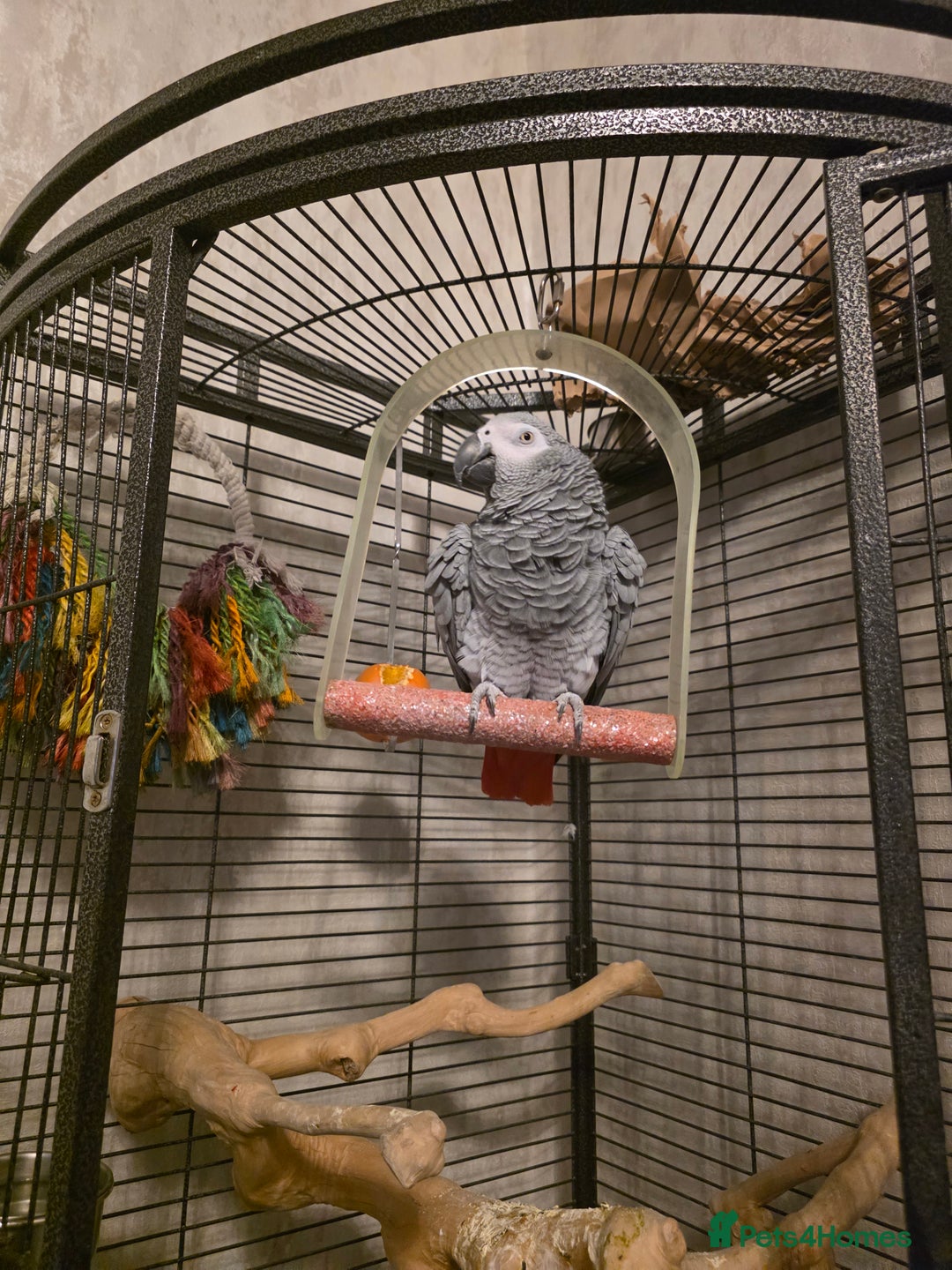 Parrots birds for sale: Congo African Grey female  - Advert 6