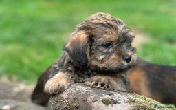 Mixed Breed dogs for sale: Stunning Norfolk terrier x jrt pups ready now - Image 24