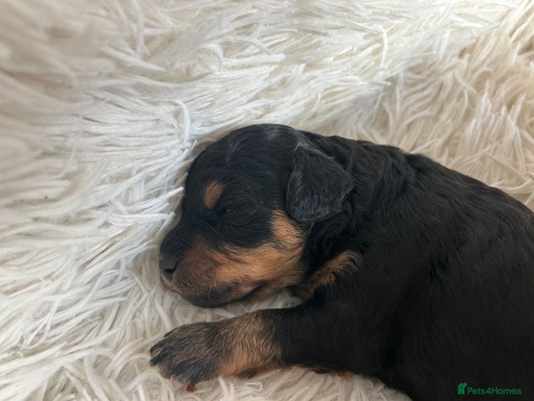 Cavapoo dogs for sale: Stunning Cavapoo puppies  - Image 4