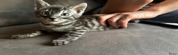 Bengal cats for sale: READY NOW ActiveTICA SilverCharcoal Bengal Kittens - Advert 22