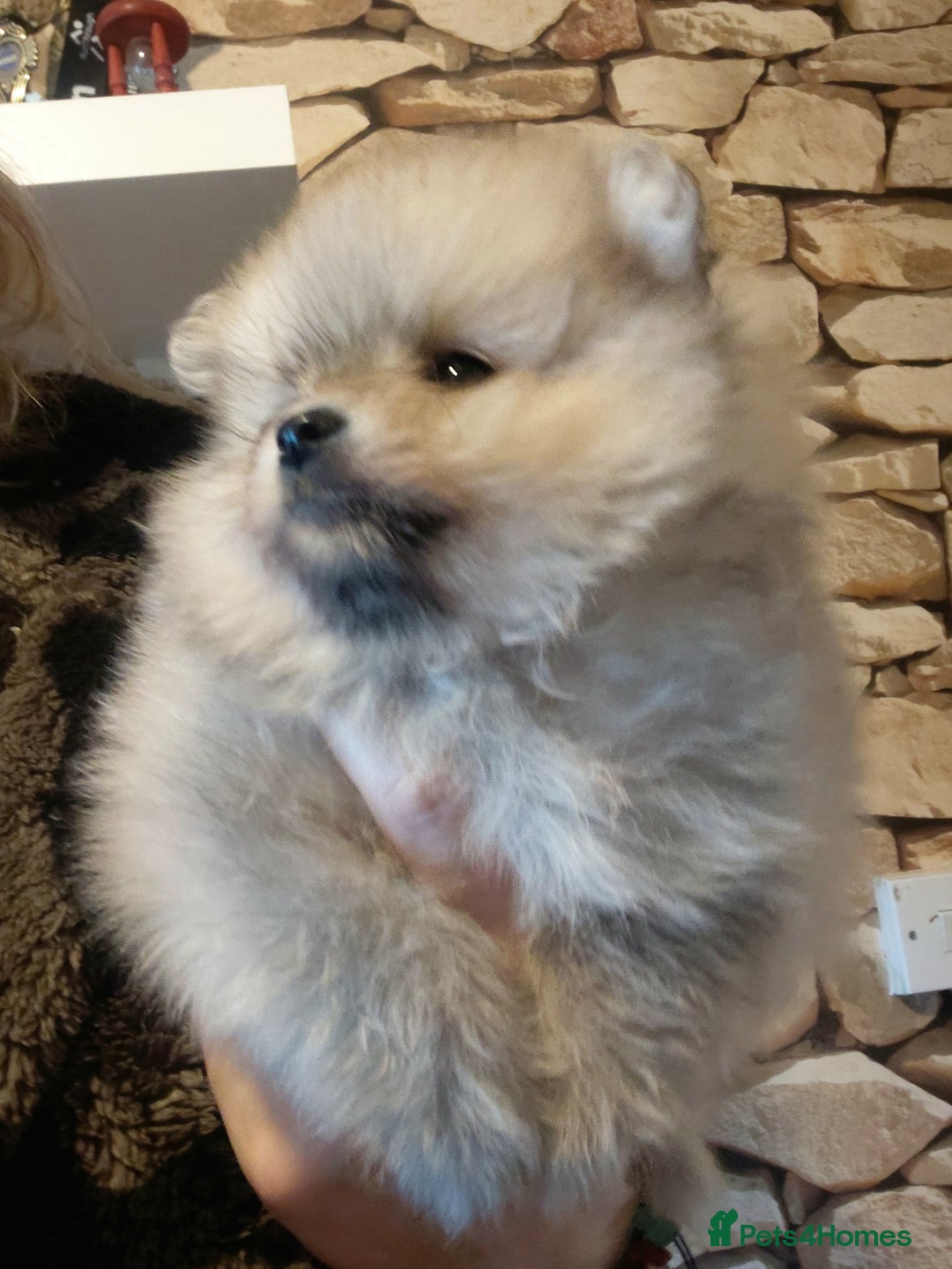 Pomeranian dogs for sale: Pomeranian puppies  - Advert 39