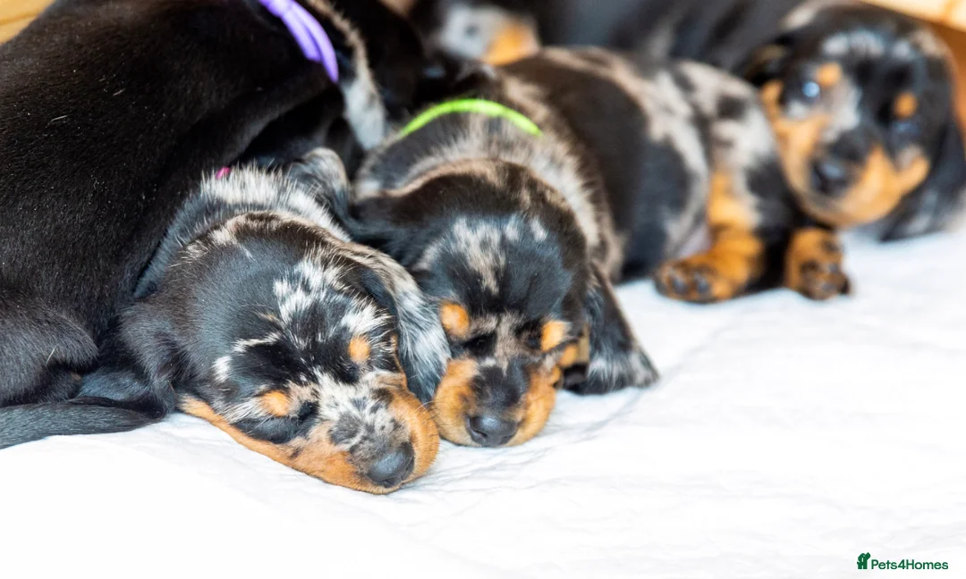 Dachshund dogs for stud: Kc registered standard smooth  in Newton Abbot - Advert 22