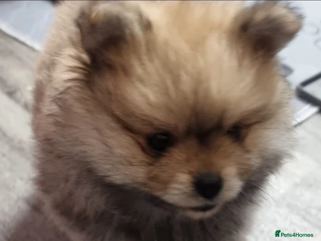 Pomeranian dogs for sale: GORGEOUS POMERANIAN PUPPIES!! 🐶🐶🐶 - Advert 8