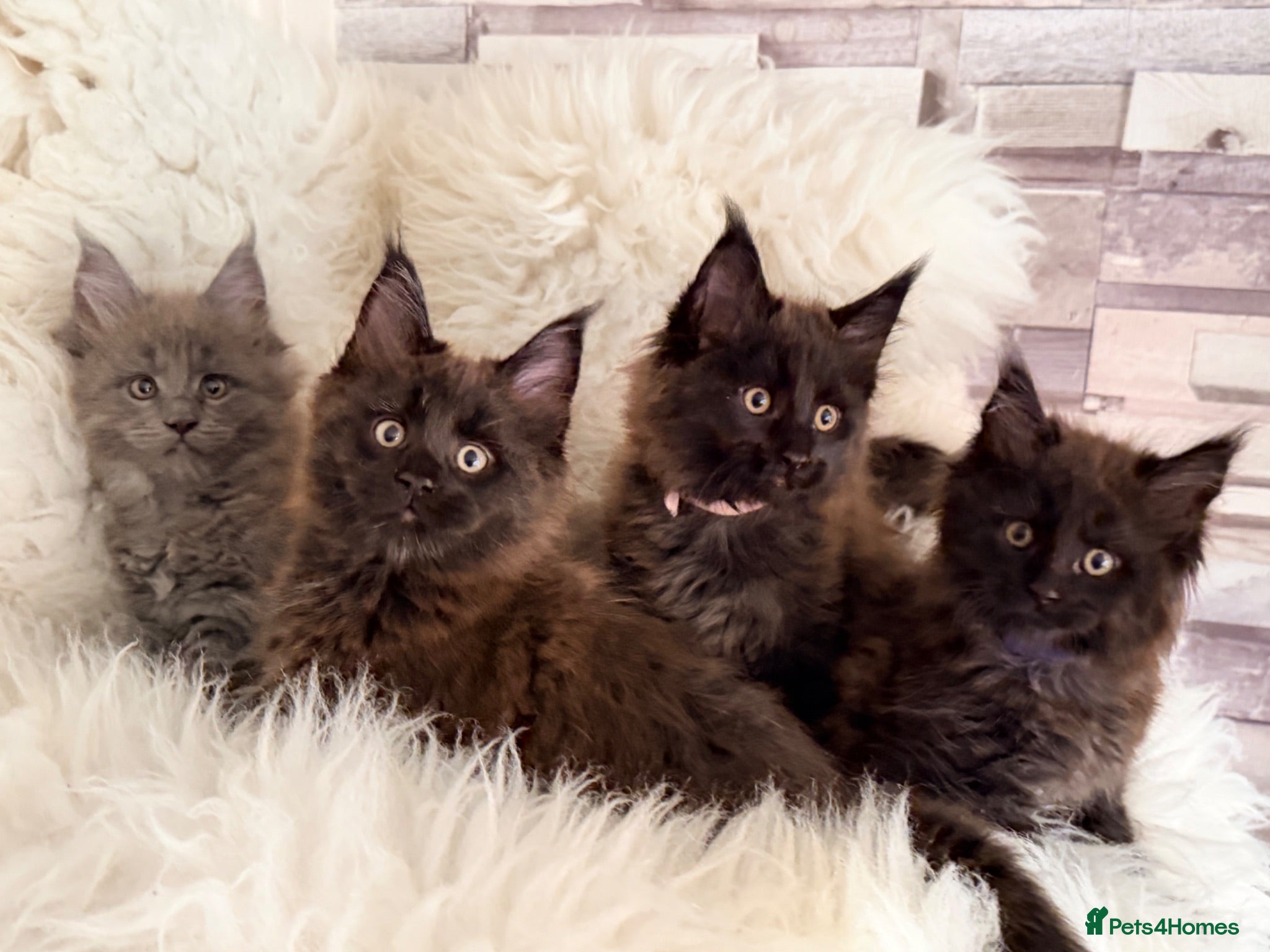 Maine Coon cats TICA registered pure breed Maine coon kittens - Advert 1