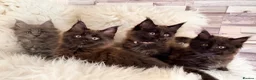 Maine Coon cats for sale: TICA registered pure breed Maine coon kittens - Advert 1