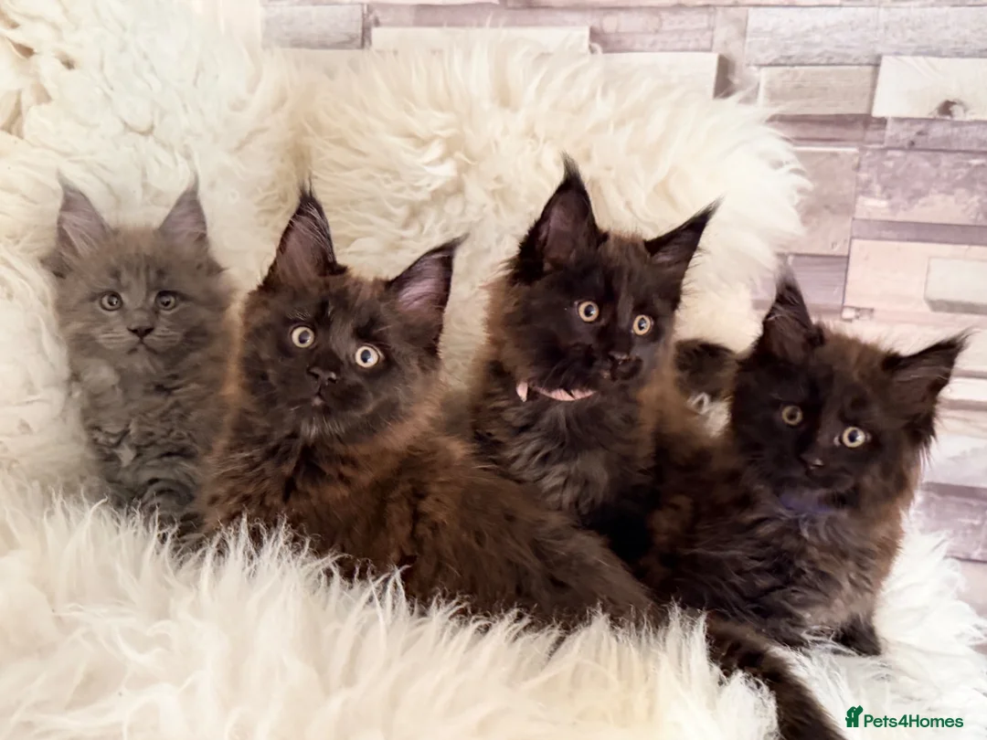 Maine Coon cats for sale: TICA registered pure breed Maine coon kittens - Advert 1