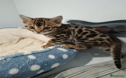Bengal cats for sale: Pure Bengal kittens - Image 24