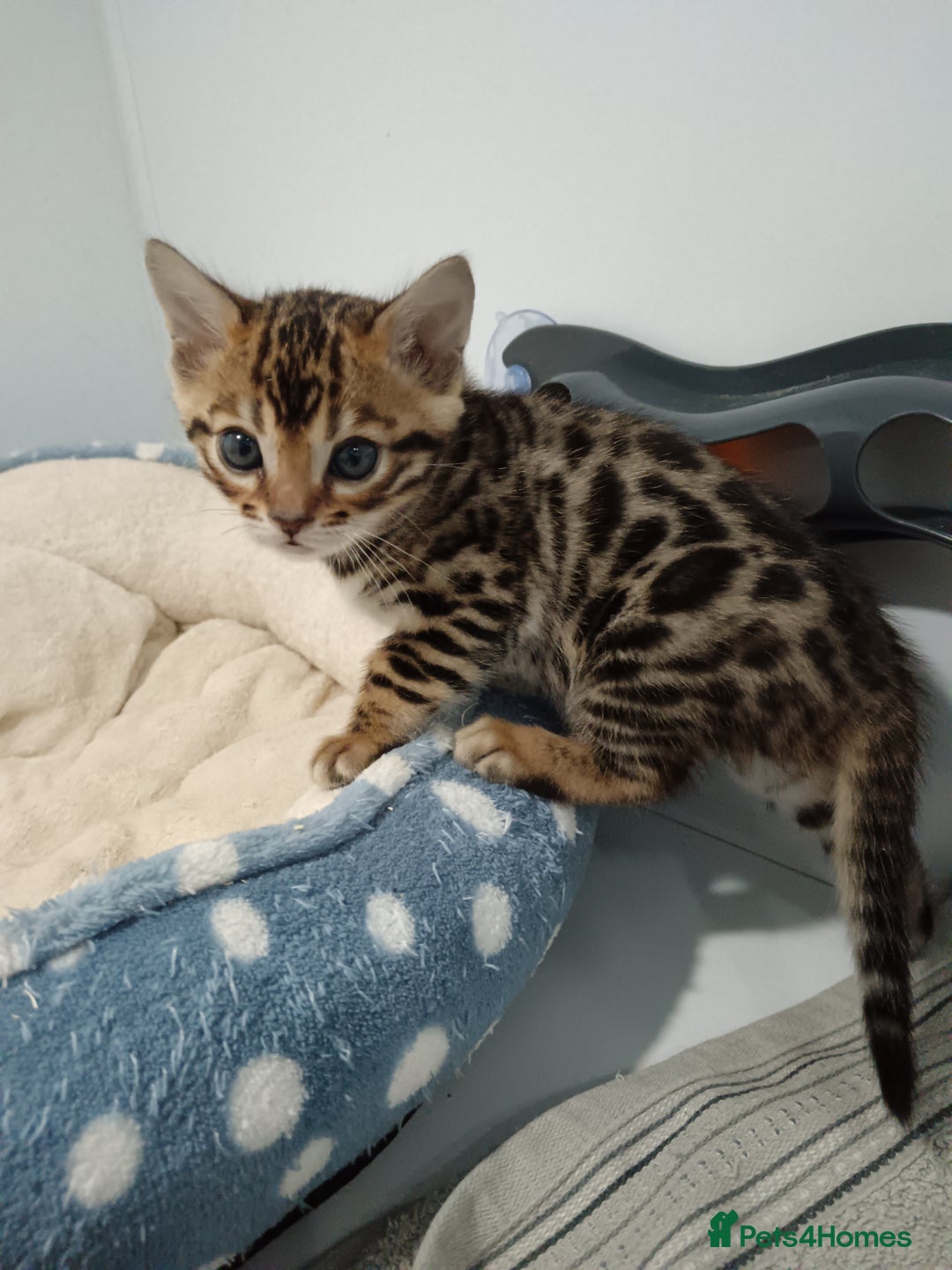 Bengal cats for sale: Pure Bengal kittens - Image 24