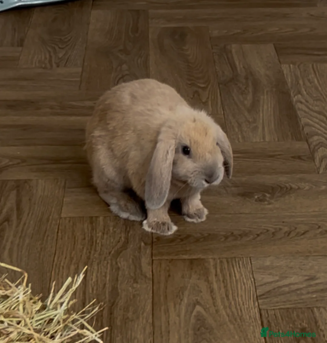 Mixed Breed rabbits for sale: 2 gorgeous baby rabbits to be sold as a pair in Skelmersdale - Advert 1
