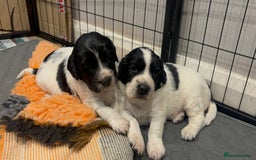 Sprocker dogs for sale: Sprocker Pups  - Image 10