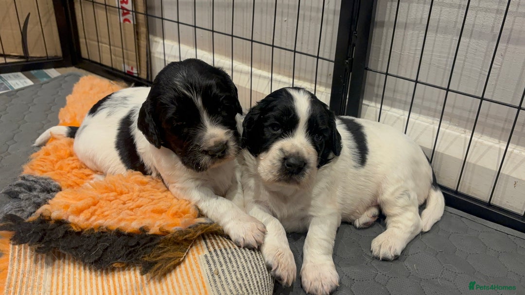 Sprocker dogs for sale: Sprocker Pups  - Image 10