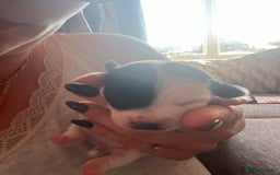 Jack Russell dogs for sale: Jack Russel puppies  - Image 10