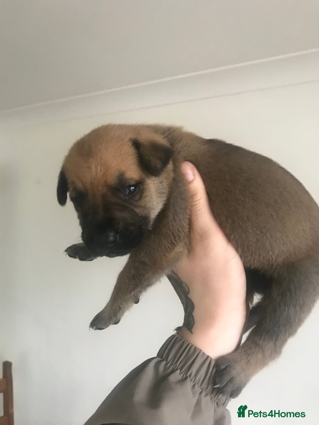 Mixed Breed dogs for sale: Presa shepherds  - Advert 7