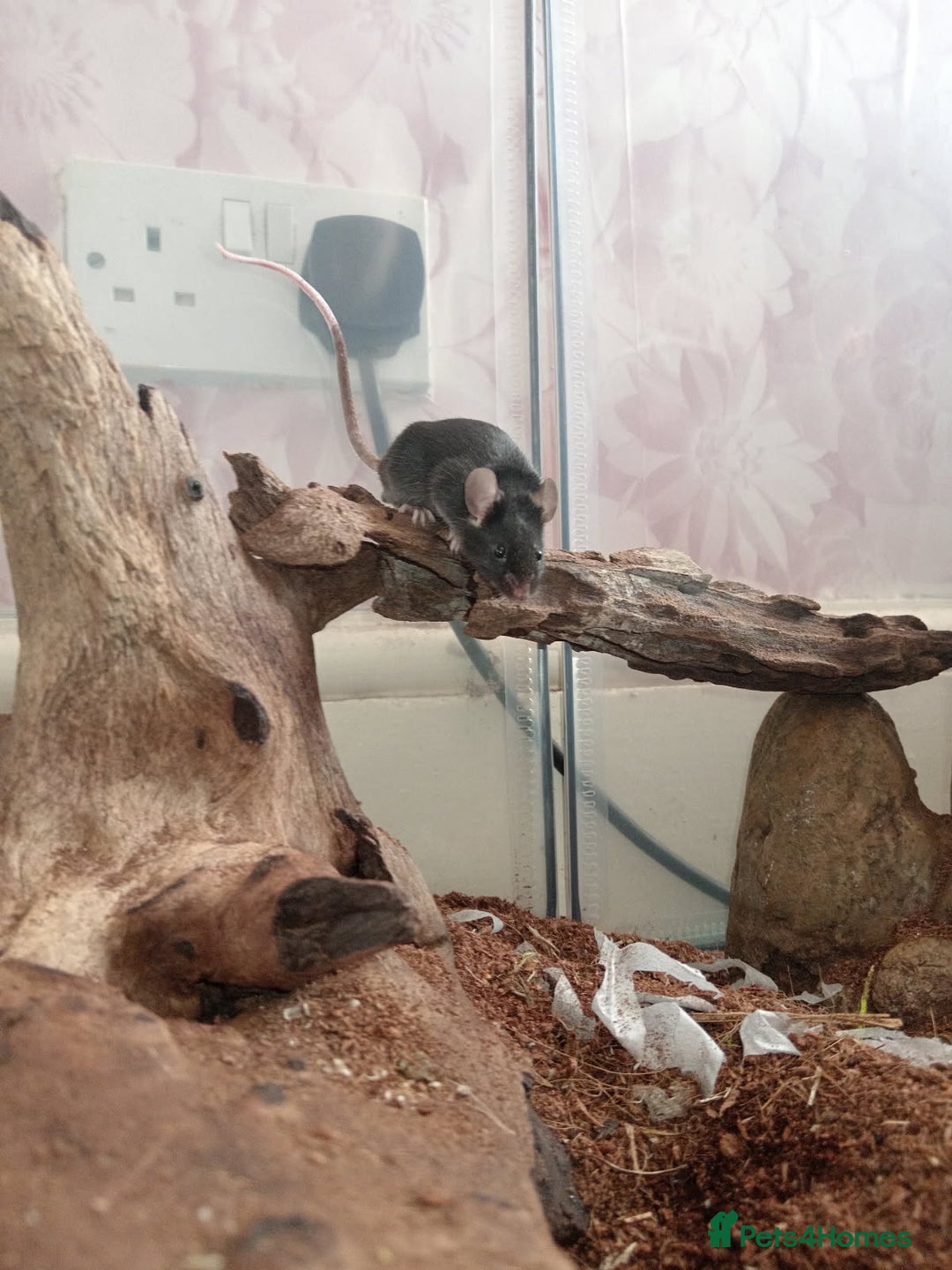 Mouse rodents for sale: All Black Male Mouse FREE TO GOOD HOME - Advert 3