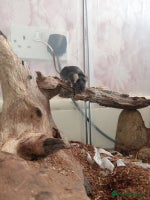 Mouse rodents All Black Male Mouse FREE TO GOOD HOME - Advert 4