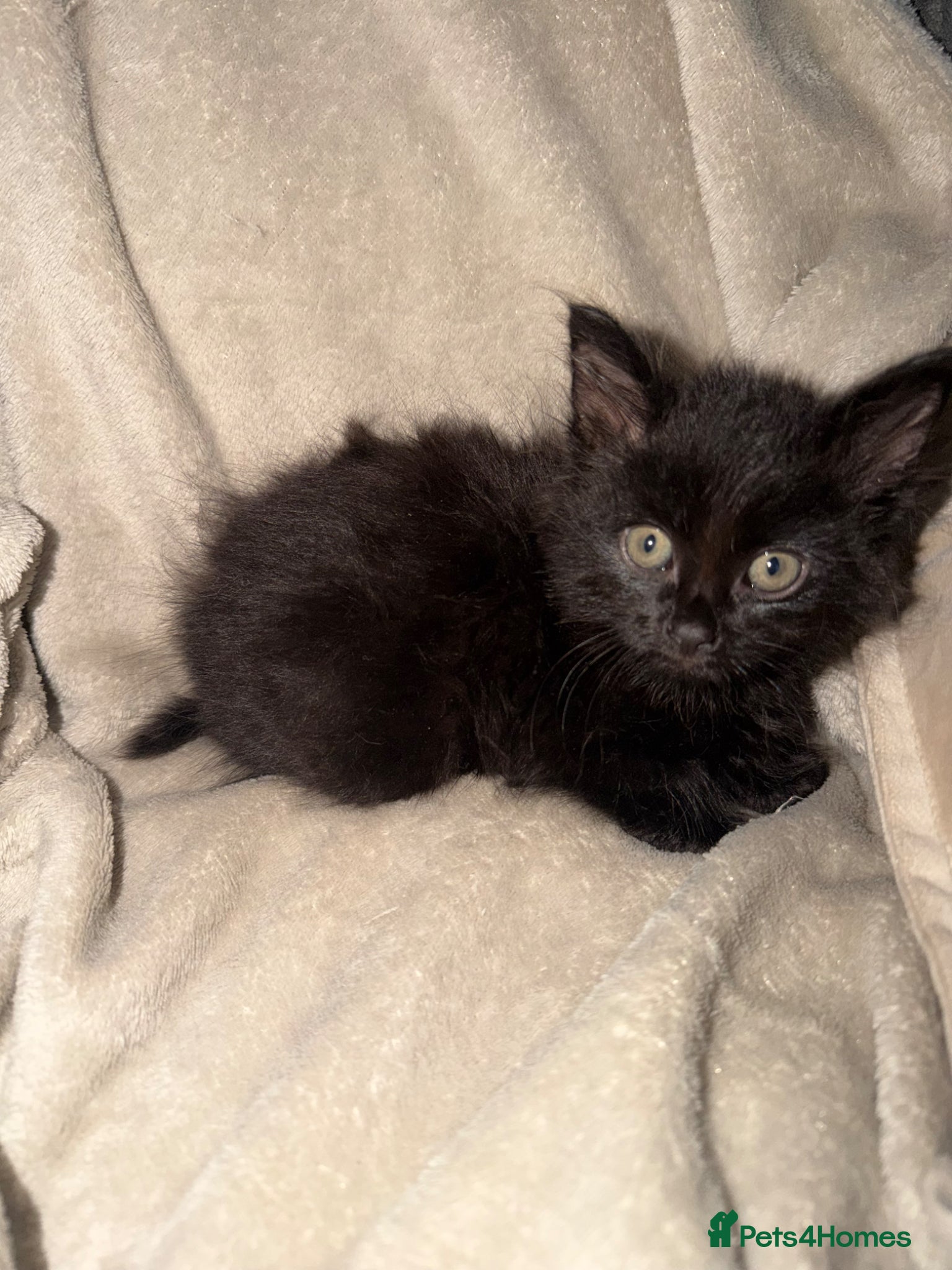 Mixed Breed cats 4 male kittens for sale - ready to leave  - Advert 11