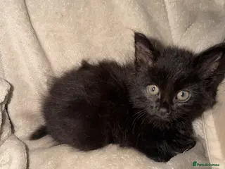 Mixed Breed cats 4 male kittens for sale - ready to leave - Advert 11