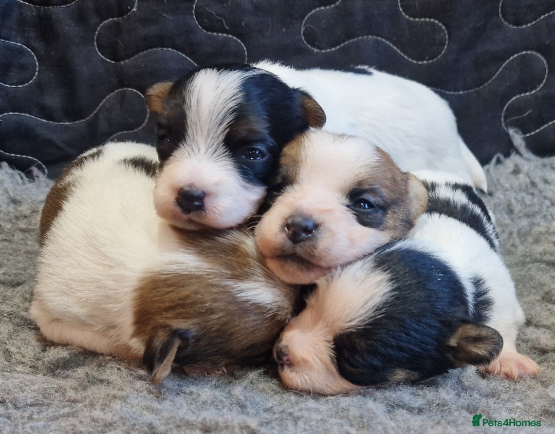Jack Russell dogs for sale: kC Reg Jack Russell Pups, DNA Health Tested - Image 31
