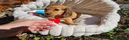 Dachshund dogs for sale: Pra clear,Last 3 beautiful LH Dachshund puppies💗 - Advert 19