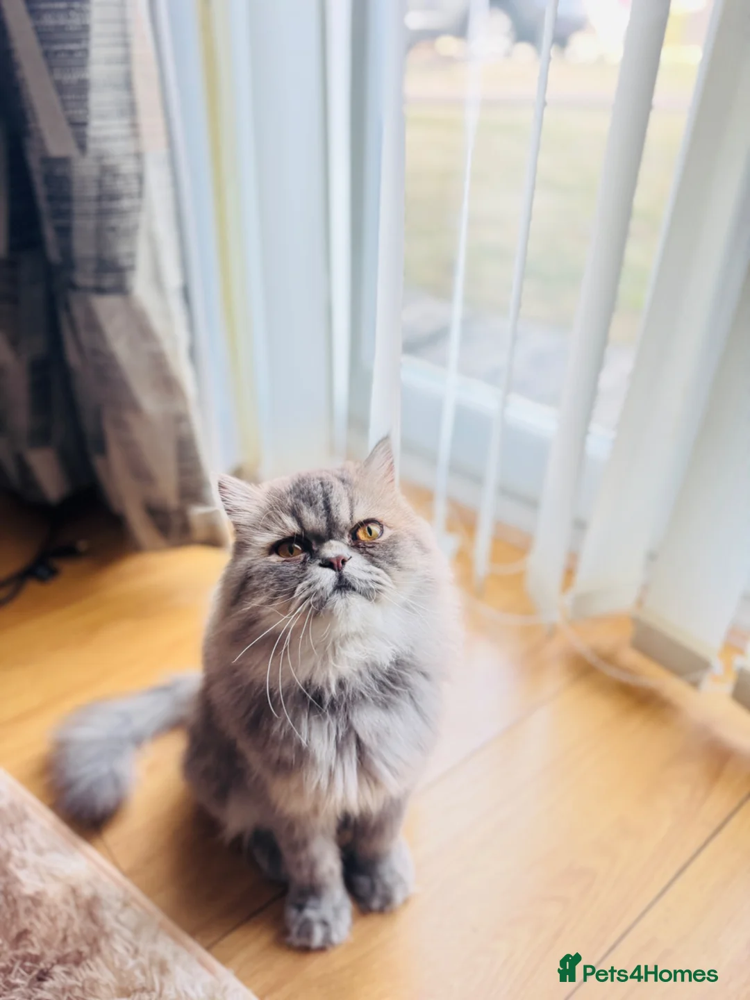 Exotic cats for sale: Exotic longhair male  in Salford - Advert 2