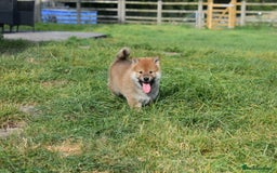 Japanese Shiba Inu dogs for sale: Multi Champion bloodline Shiba Inu pups for sale - Image 16