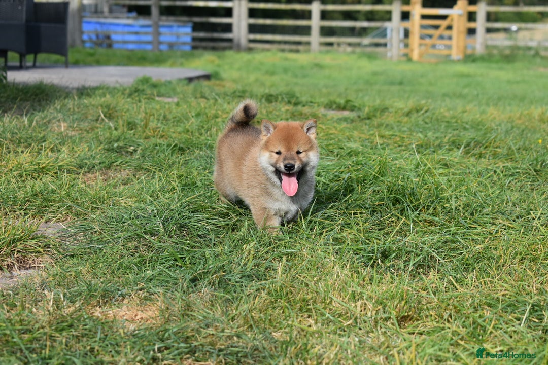 Japanese Shiba Inu dogs for sale: Multi Champion bloodline Shiba Inu pups for sale - Image 16