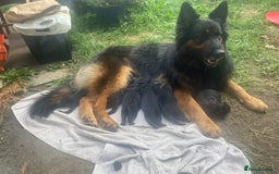 German Shepherd dogs for sale: beautiful long haired working german shepards - Image 11