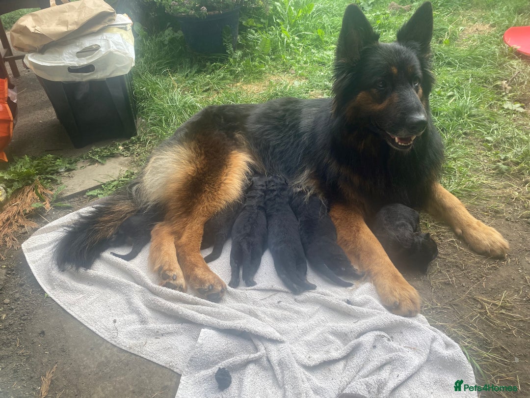 German Shepherd dogs for sale: beautiful long haired working german shepards - Image 11