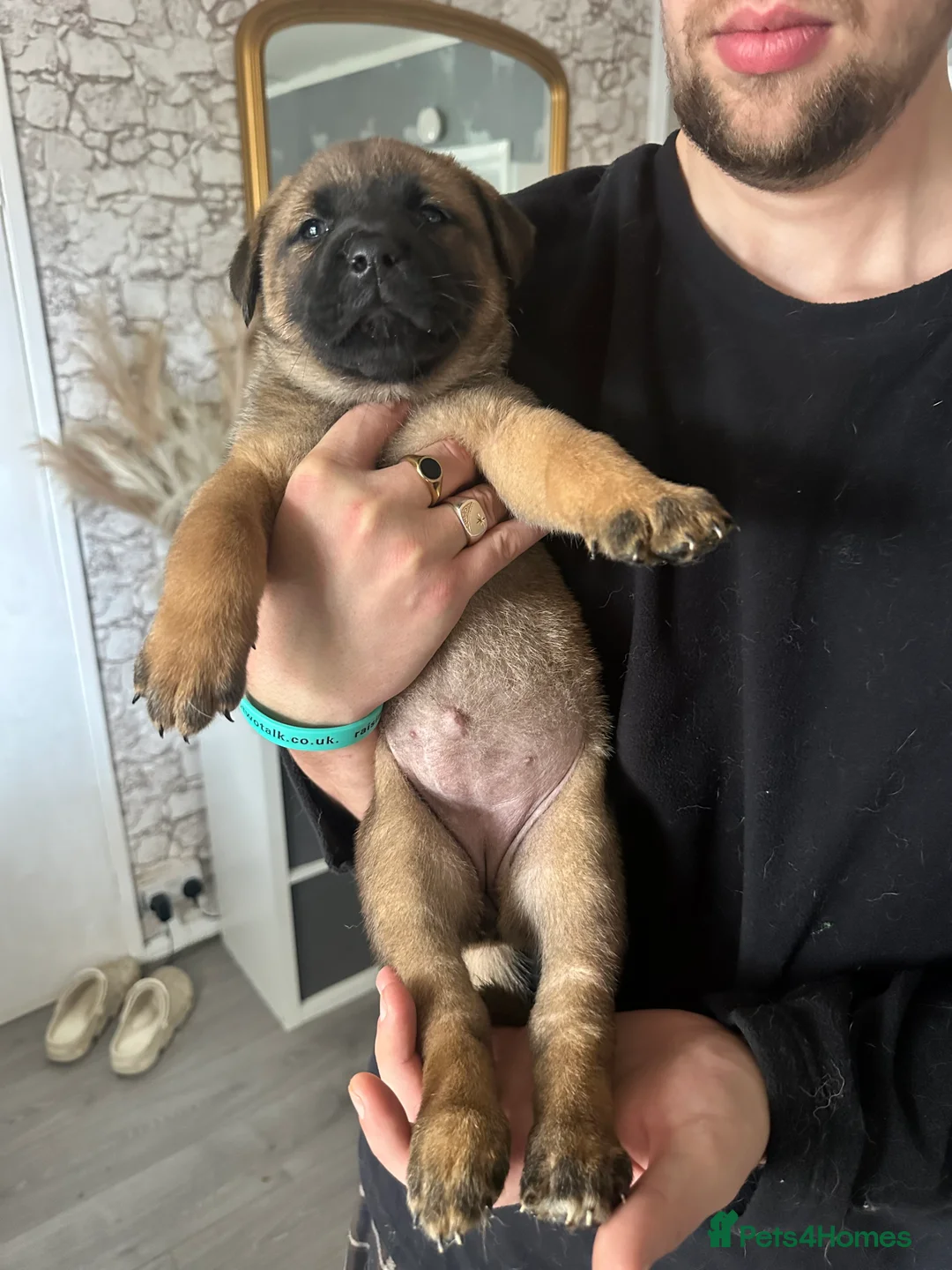 Mixed Breed dogs for sale: Akita Pups - Advert 2