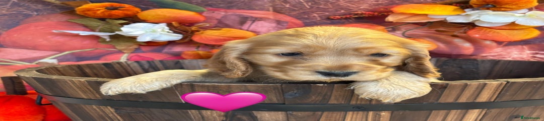 Pink Collar Female