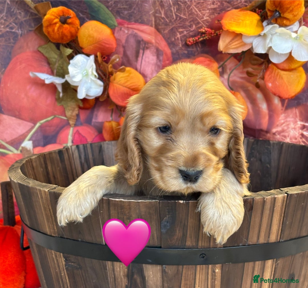 Cocker Spaniel dogs for sale: Beautiful KC Show Cocker Spaniels💙🩷 - Image 5