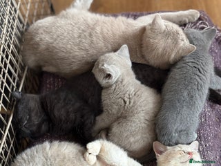 British Shorthair cats Beautiful British shorthair kittens - Advert 5