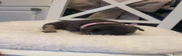 French Bulldog dogs for sale: 🐾💙 BEAUTIFUL FRENCH BULLDOG PUPPIES 💗🐾 - Advert 13