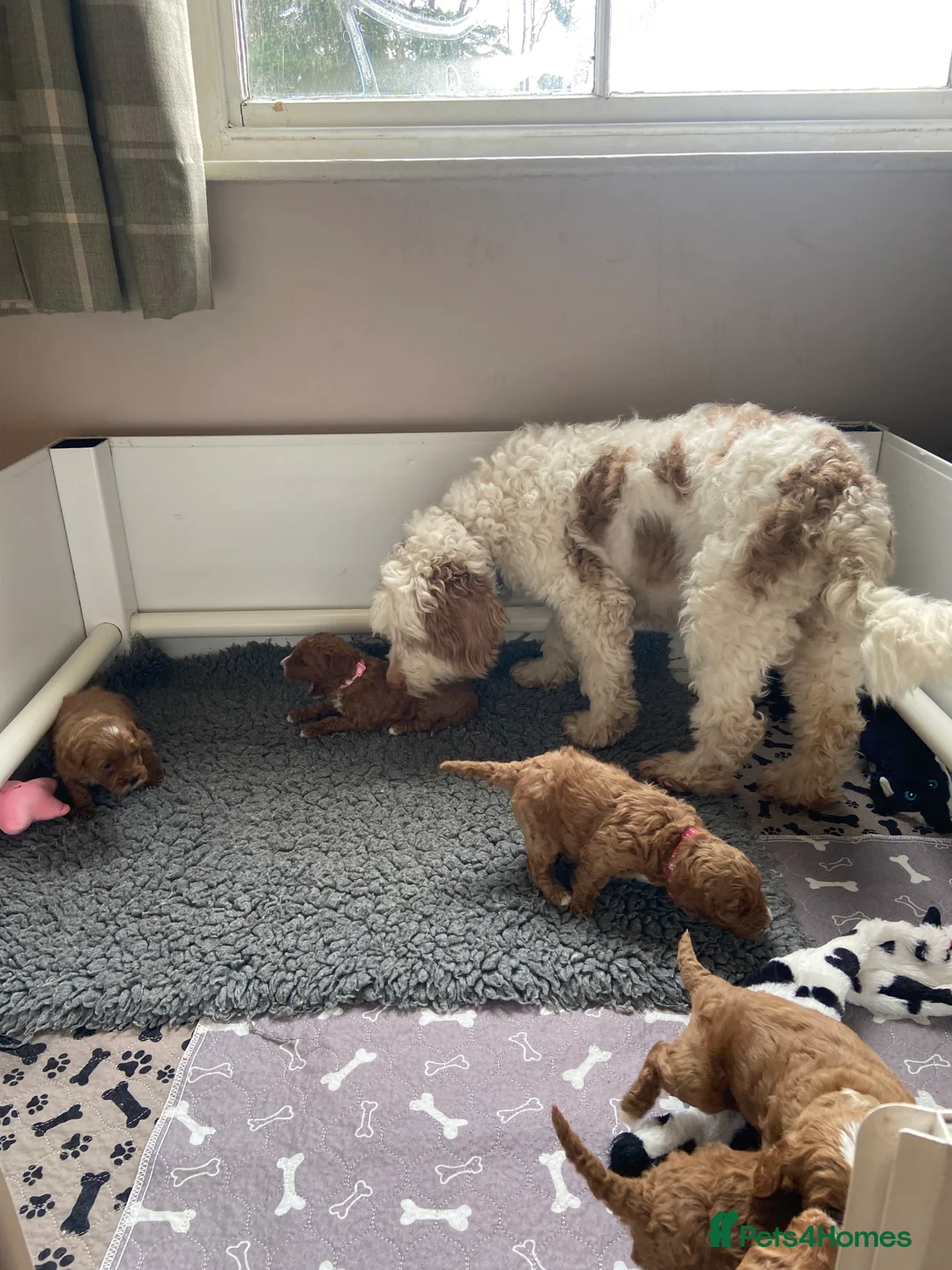 Mixed Breed dogs for sale: Stunning Australian Double Doodles - Advert 1