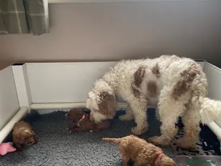 Mixed Breed dogs Stunning Australian Double Doodles - Advert 1