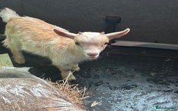Goats livestock for sale: Family group!!!! - Image 5