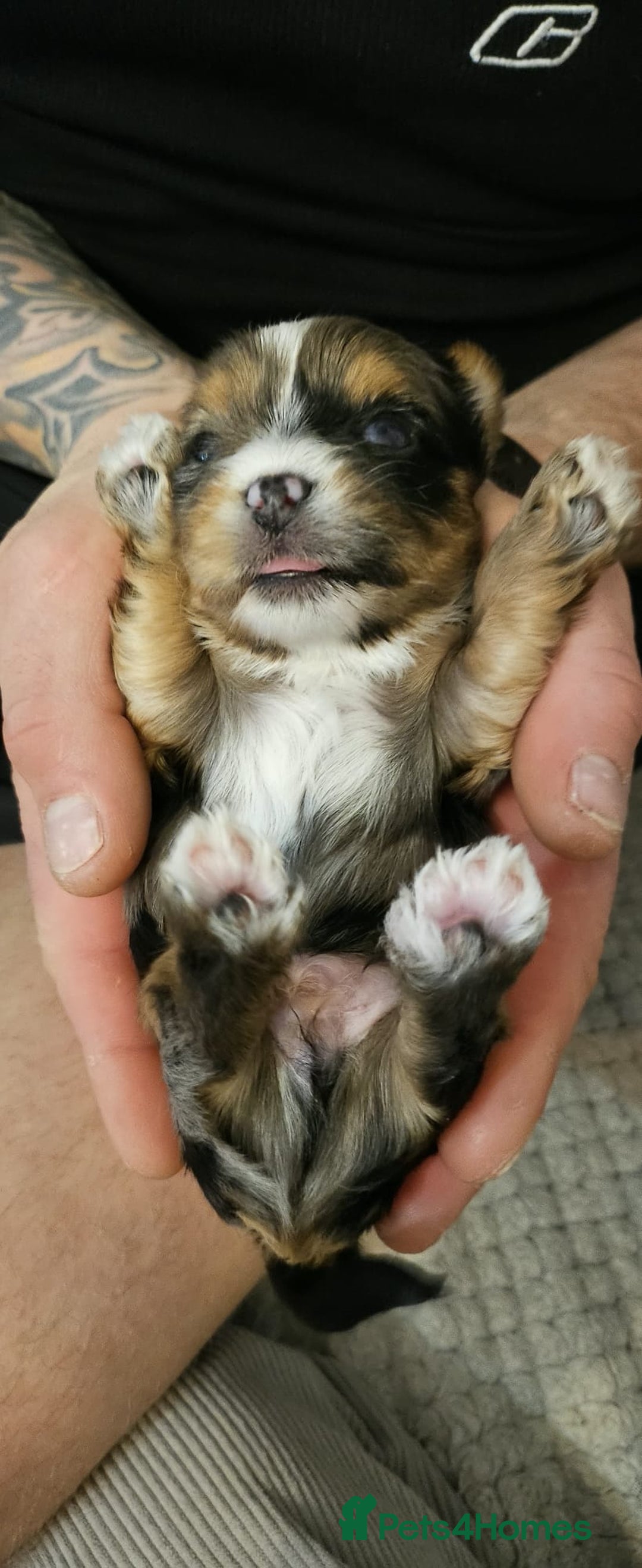 Yorkshire Terrier dogs for sale: Tiny Yorkshire Terrier with one boy merle - Advert 27