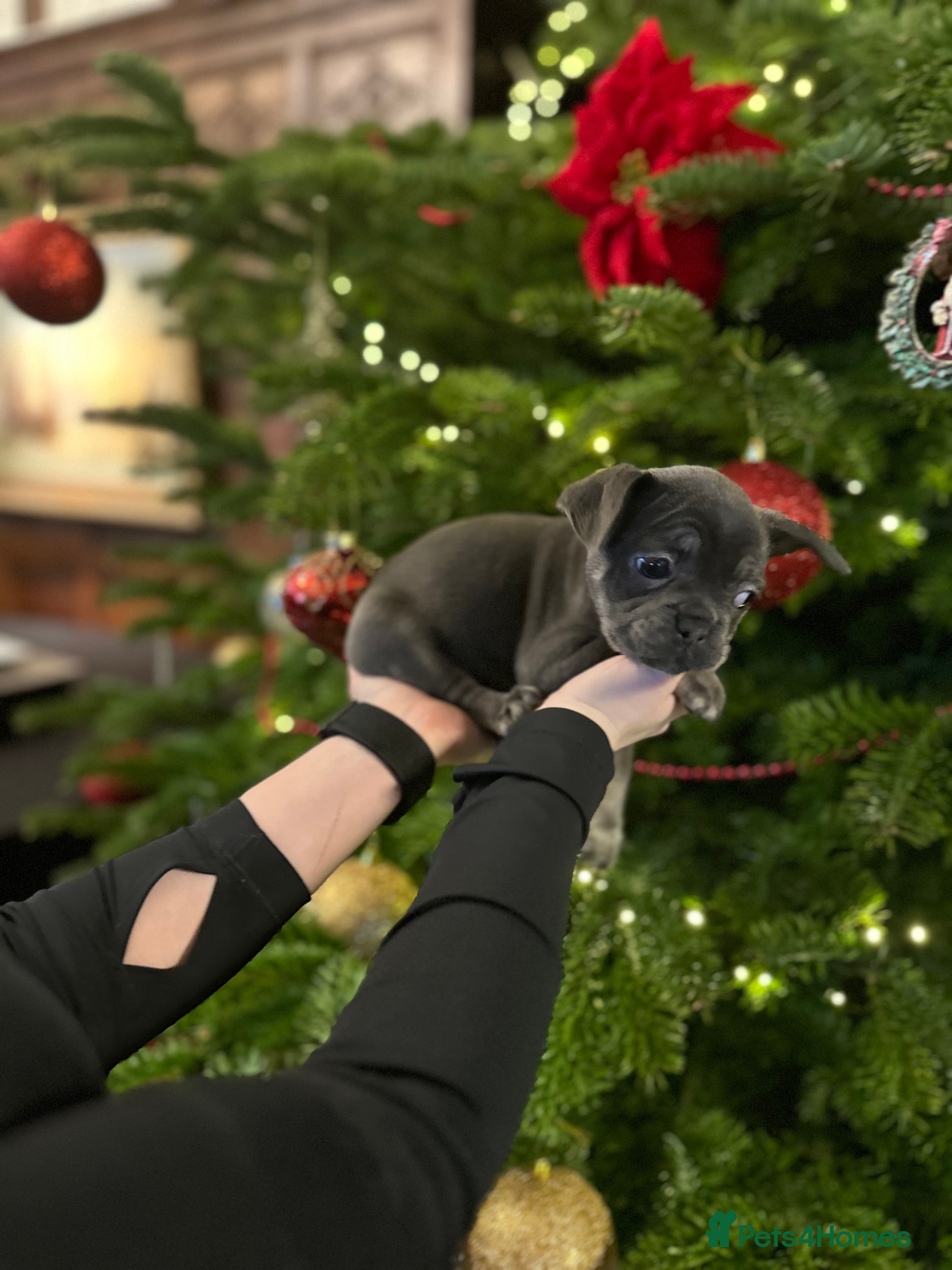 French Bulldog dogs Beautiful fluffy French bulldogs  - Advert 3