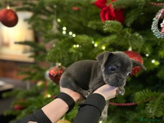 French Bulldog dogs Beautiful fluffy French bulldogs - Advert 12