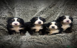 Bernese Mountain Dog dogs for sale: Bernese mountain dog puppies - Image 1