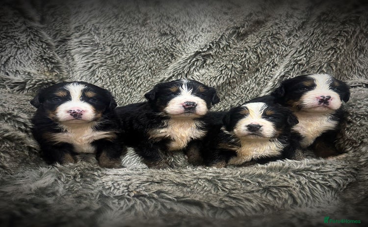 Bernese Mountain Dog dogs - Advert 1