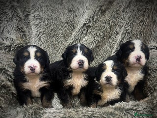 Bernese Mountain Dog dogs - Advert 2